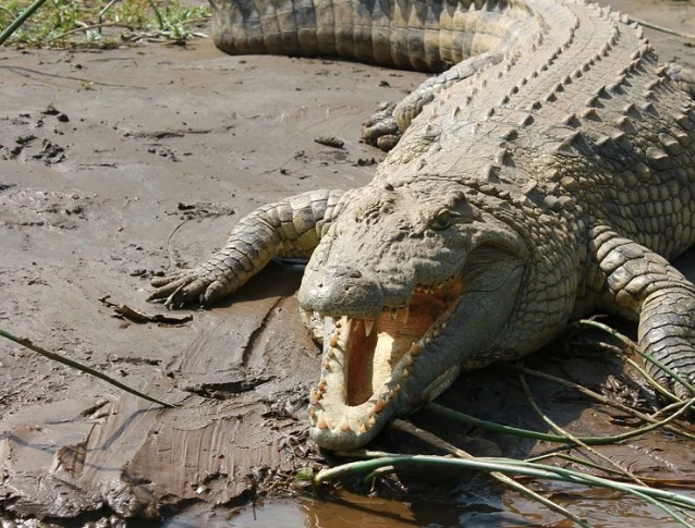 Chocante: Criança é devorada por crocodilo e fotos são divulgadas