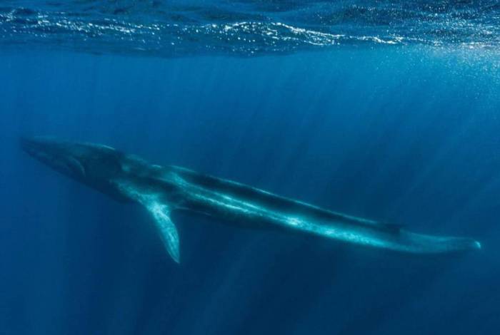 Mulher é esmagada por baleias durante mergulho em tanque de evento