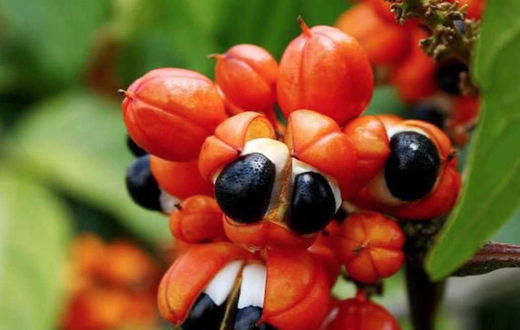 Estudo indica que fruto do guaraná tem potencial para controlar diabete tipo 2