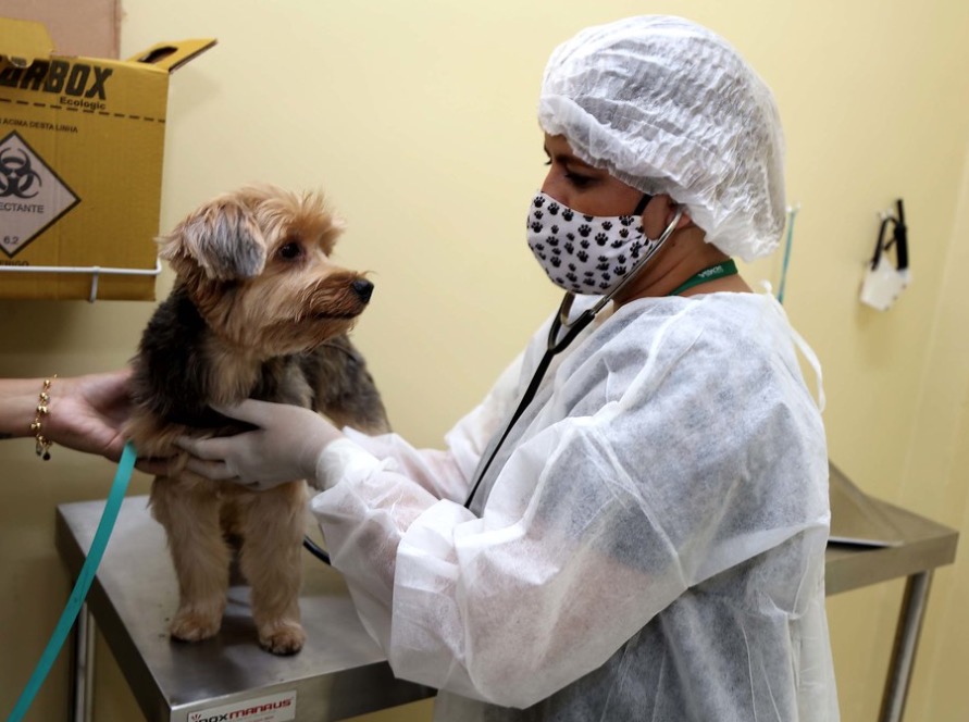 Centro de Zoonoses de Manaus vai abrir mais de 300 vagas para castração