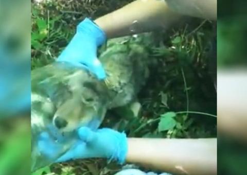 Coiote é encontrado com cabeça dentro de jarra; Veja vídeo 