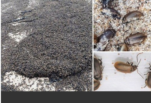 'Corrente' de insetos invade praia e causa pânico em banhistas