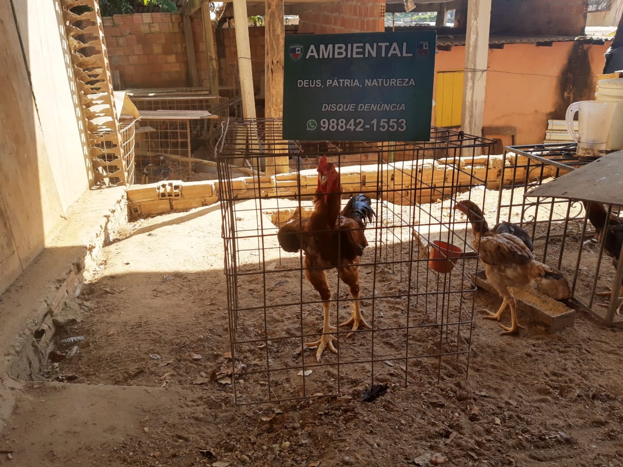 Dupla é presa por torturar galos e promover rinha nos fundos de casa em Manaus