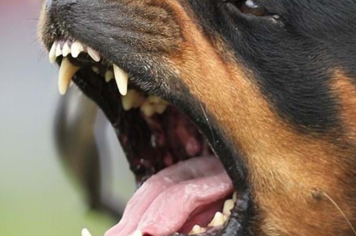 Criança morre após ataque de rottweiler no trabalho dos pais