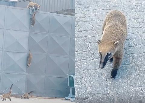 Quatis invadem supermercados para roubar frutas; veja vídeo