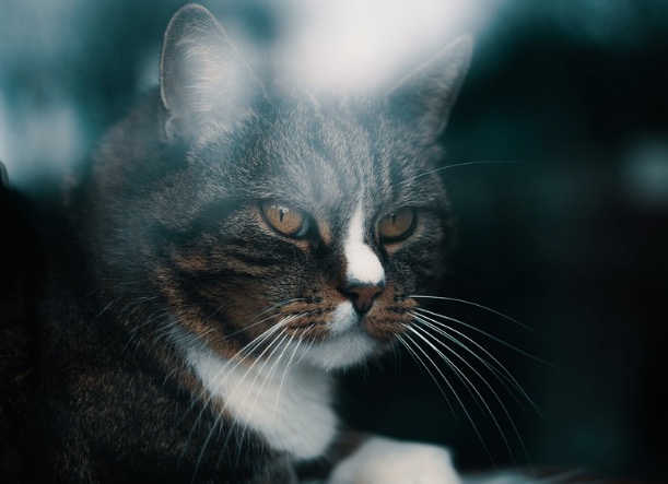 Gato mia só para humanos? Confira segredos sobre felinos