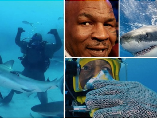 Mike Tyson choca seguidores ao imobilizar tubarão com as próprias mãos; assista