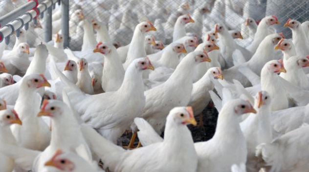 Brasil pede explicações à China sobre frango supostamente contaminado