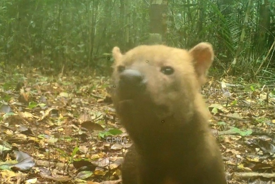 Cachorro-vinagre: Espécie rara ameaçada de extinção é registrada no Amazonas