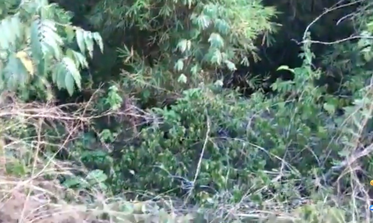 Polícia faz buscas por corpos desovados em área de mata em Manaus 