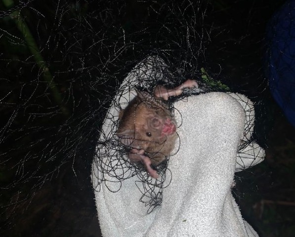 Amazonas tenta controlar população de morcegos vampiros para evitar a raiva