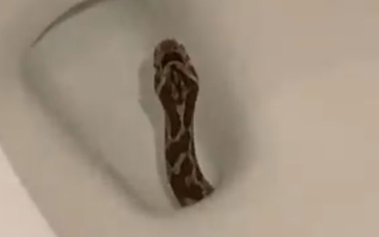 Homem se assusta ao encontrar cobra em vaso sanitário; veja vídeo