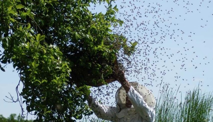 Homem picado por abelhas é encontrado morto em ramal