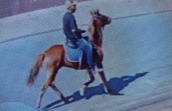 Homem mete fuga a cavalo após roubar em padaria