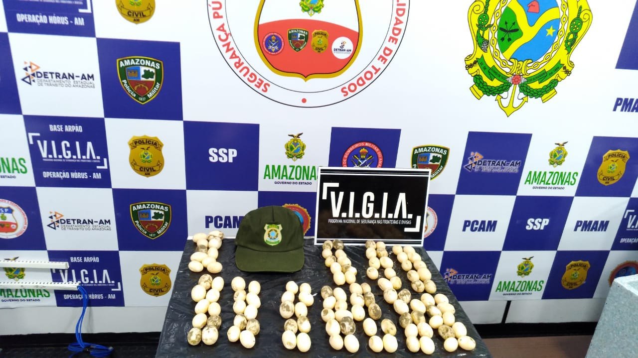 Homem é multado em R$ 500 mil por ovos de tracajá sem licença no Amazonas 