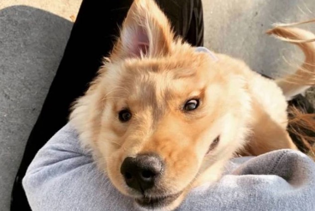 Cachorro 'unicórnio' viraliza na web após detalhe chamar atenção