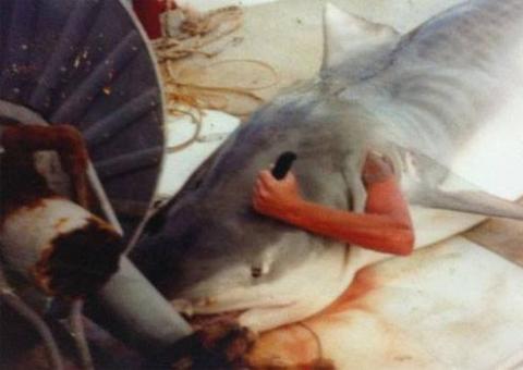 Homem engolido por tubarão viraliza na internet