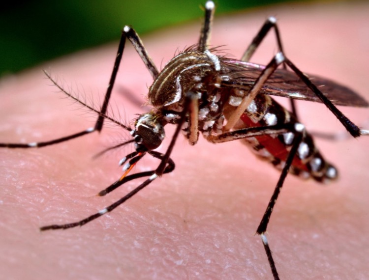 Manaus está entre as capitais em situação de risco de dengue, zika e chikungunya 