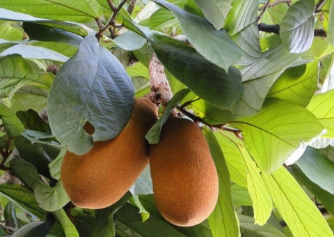 Polpas de frutas amazônicas podem danificar materiais odontológicos, diz estudo 