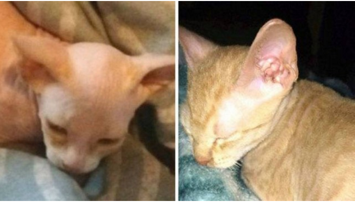 Mulher compra gato de raça careca por R$ 2,4 mil e o pior acontece