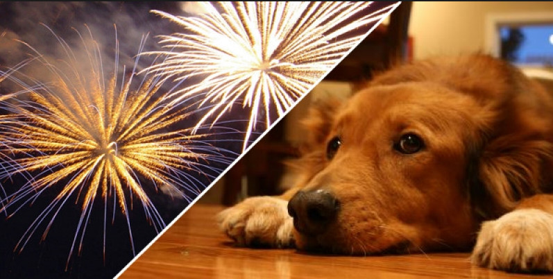 Para proteger animais, Câmara de Campinas aprova lei que proíbe fogos com som