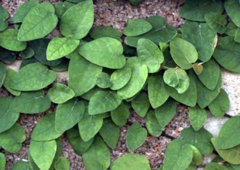 Unha de gato é  analgésica, anti-inflamatória,  antitumoral, antiviral 