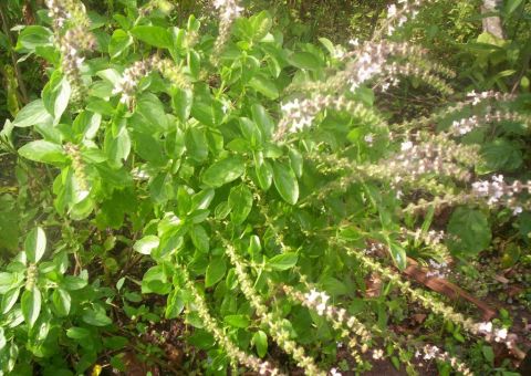 Alfavaca é antigripal, diurética e hipotensora.