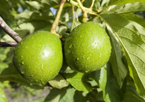 Emergência: combata a hemorragia com abacate