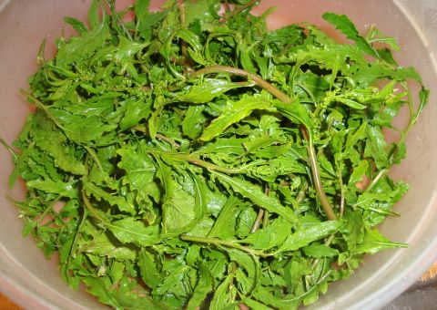 Mastruz é  vermífuga, expectorante, cicatrizante e antiviral