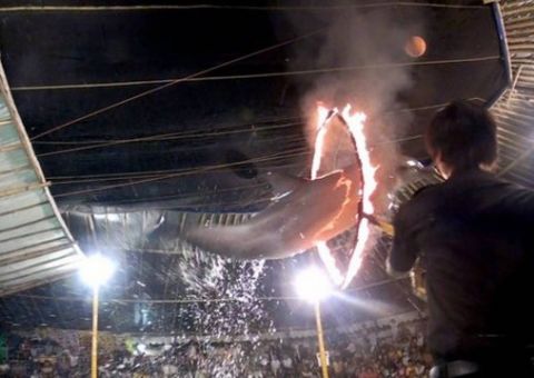 Vídeo que mostra golfinhos saltando por dentro de anéis de fogo, causa revolta na web 