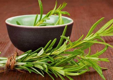 Conheça os benefícios do alecrim para a saúde  