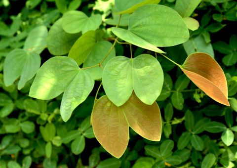 Erva medicinal conhecida como 'Pata-de-vaca' é usada no combate ao diabetes 