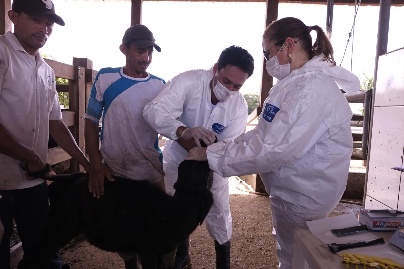 Veterinários são capacitados por técnicos do MAPA 