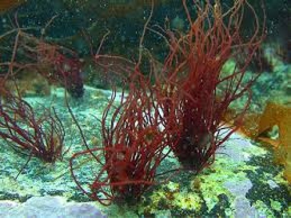 Gel de 'Agar Agar' impede ação de bactérias no corpo