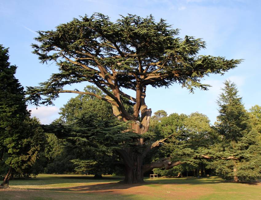 Cedro Rosa cura de disenteria a doenças venéreas