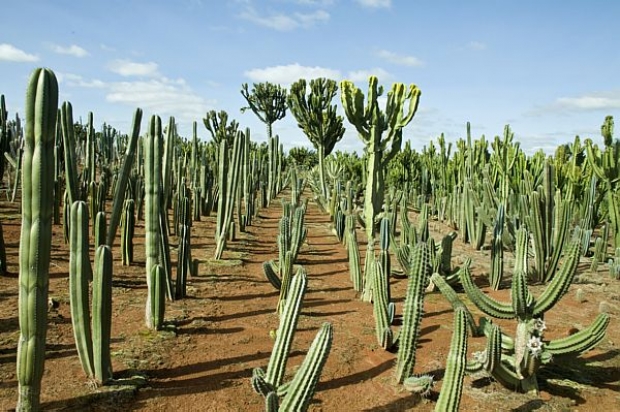 Mandacaru: da poesia à medicina 