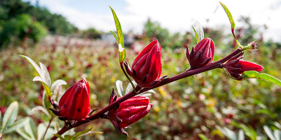 Ácidos da Vinagreira garantem a boa digestão