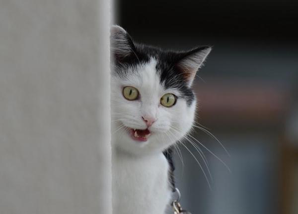  Transtorno bizarro faz homem pensar que seu gato é um espião do FBI