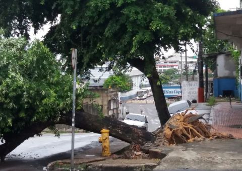 Após temporal árvore cai e atrapalha trânsito na Zona Sul de Manaus 
