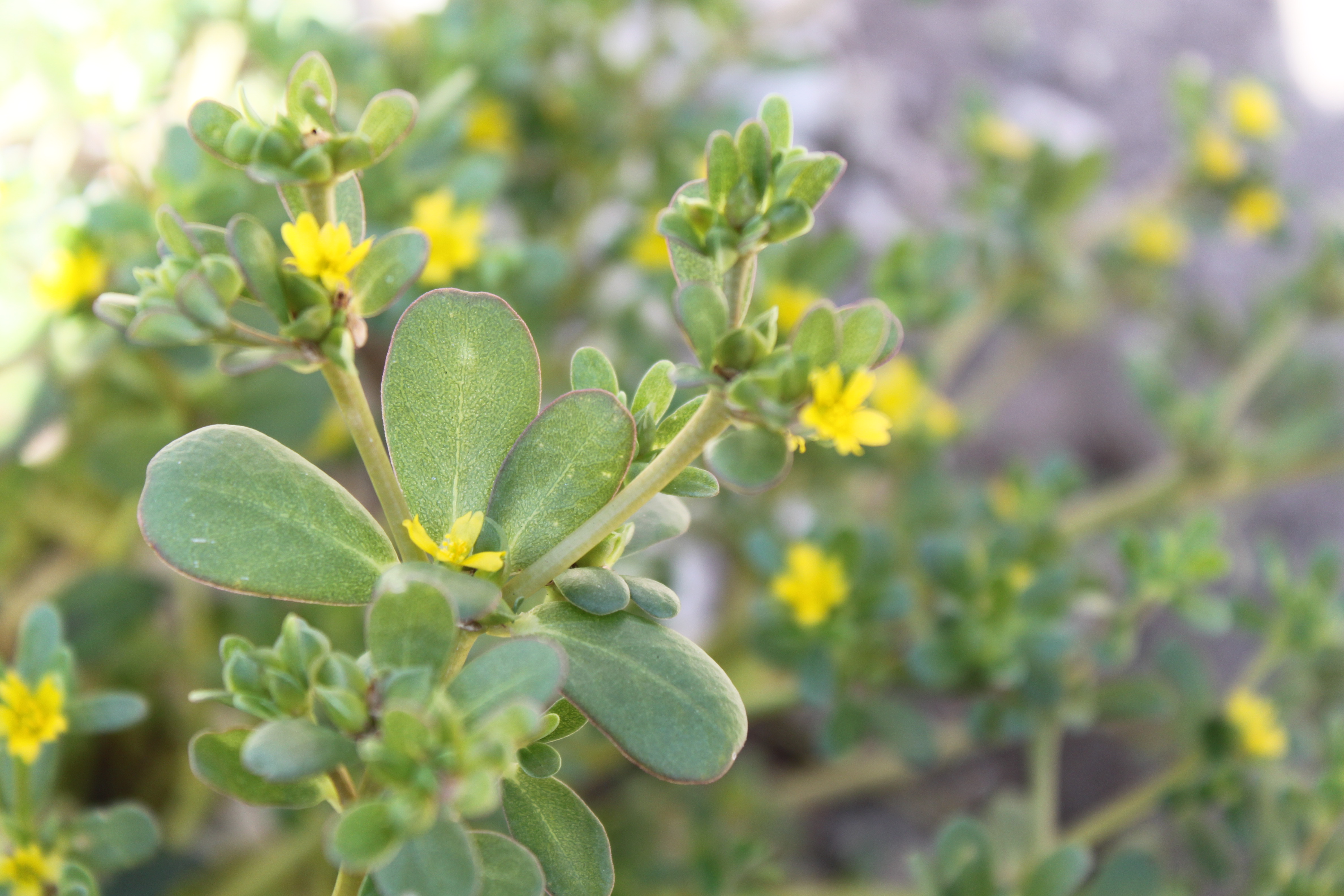 Beldroega pode ser usada como laxante natural e anti-inflamatória