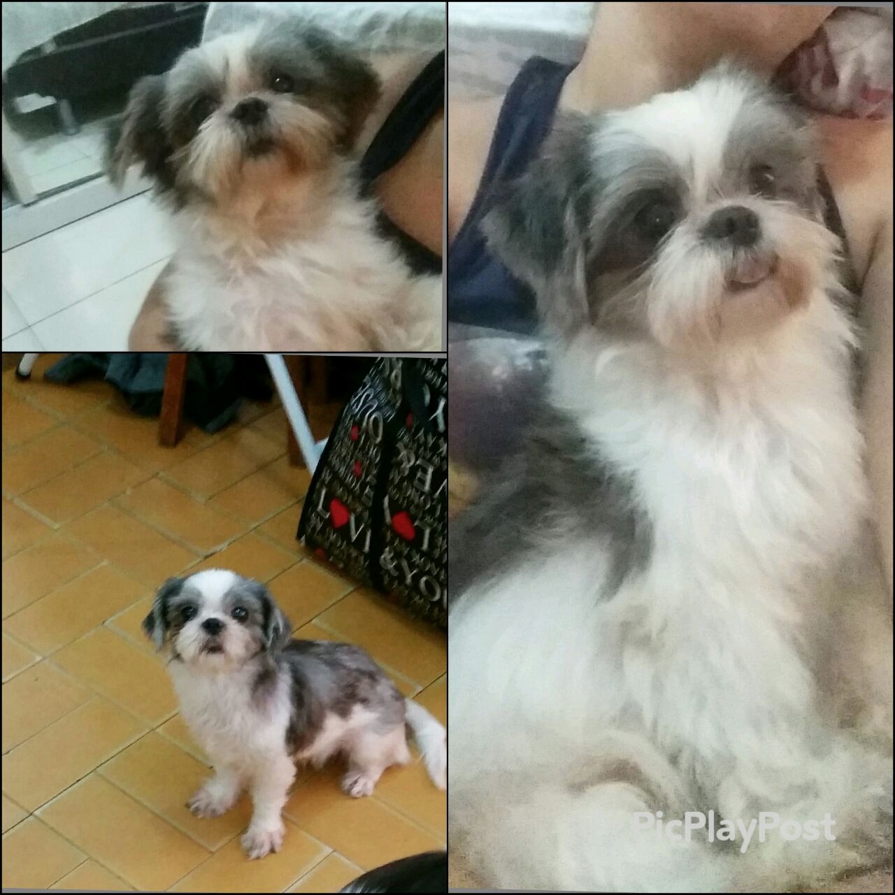 Dona procura desesperada por cachorrinha desaparecida