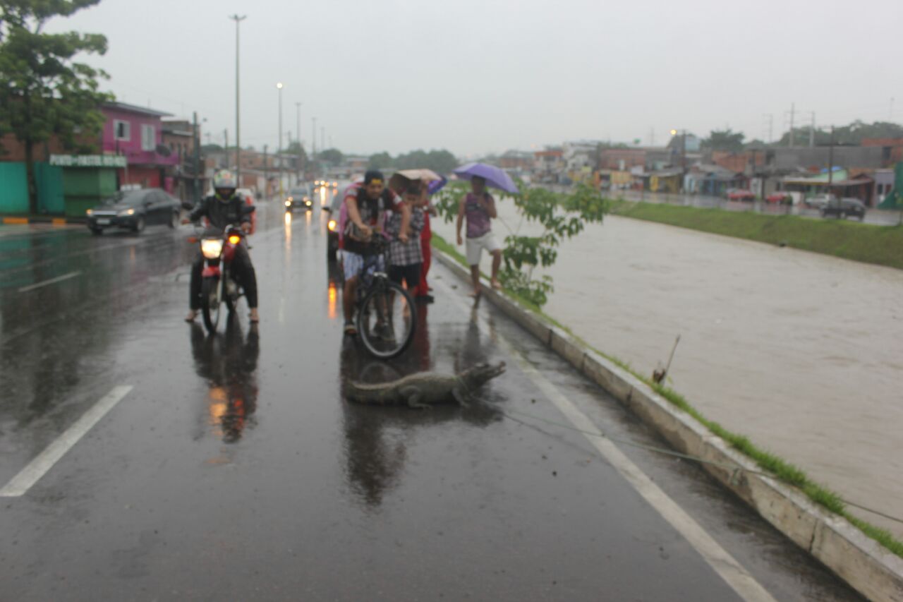 Igarapé transborda e jacarés invadem Manaus