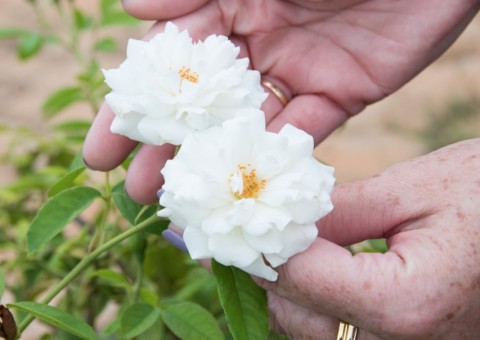 Rosa Branca pode ser usada como calmante