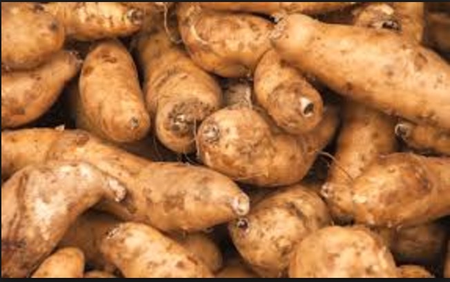 Cará-de-Pedra auxilia no tratamento contra asma