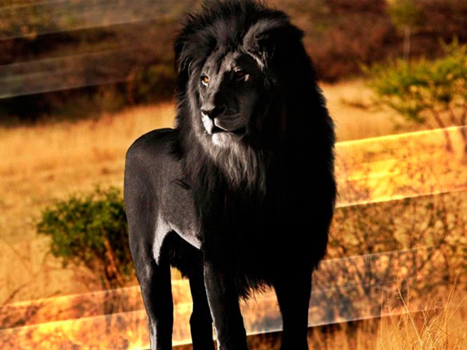 Veja incríveis animais que nasceram com melanismo escurecido