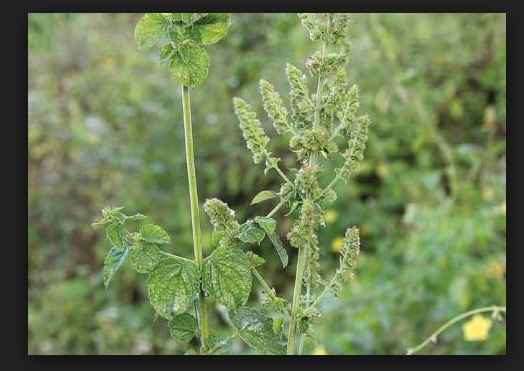 Conhecida como 'Sambacaitá', planta ajuda aliviar cólicas menstruais 