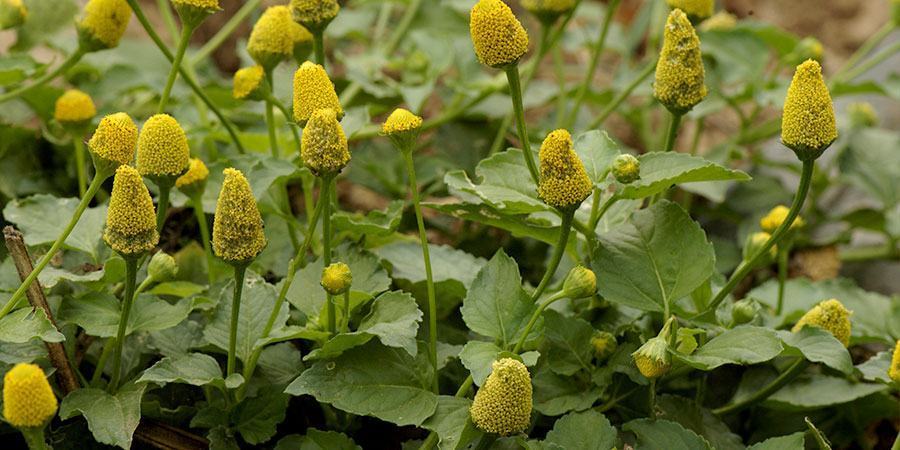 De sabor picante, Jambu pode ajudar no tratamento da tuberculose