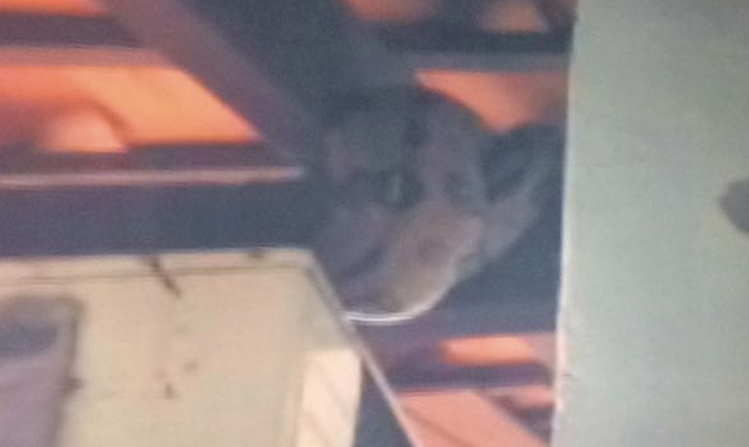 Cobra de 2 metros é encontrada em telhado de escola no AM