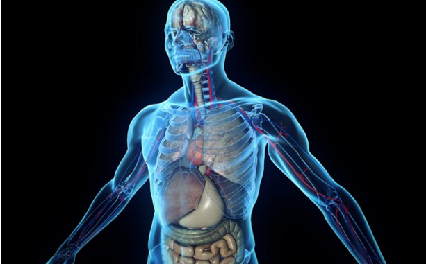 Cientistas descobrem novo órgão no corpo humano