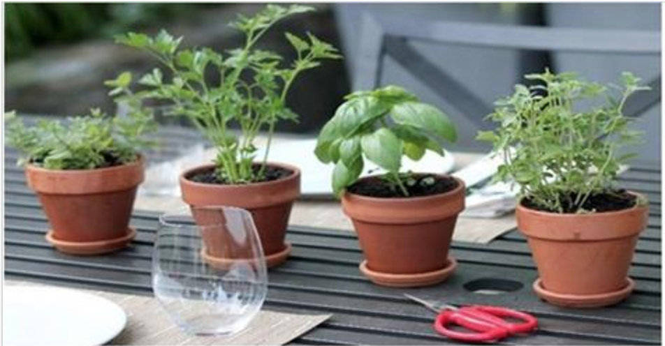 Conheça 4 plantas que protegem seu cérebro de Alzheimer, depressão e outros problemas